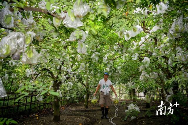 梅塘村几乎家家户户种植杨桃。  南方⁺ 何森垚 拍摄